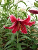 [4262 Mambo No02.JPG]